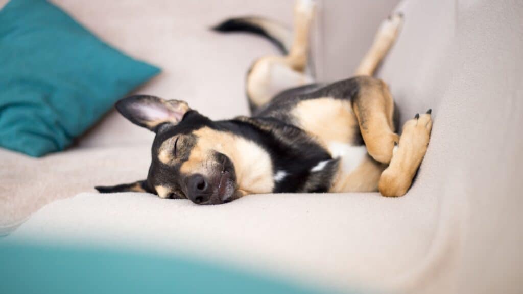 dog sleeping.