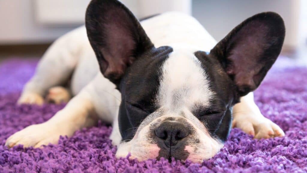 dog sleeping. 