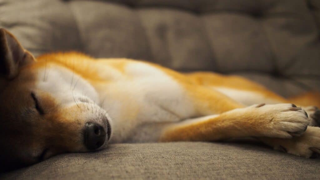 dog sleeping. 