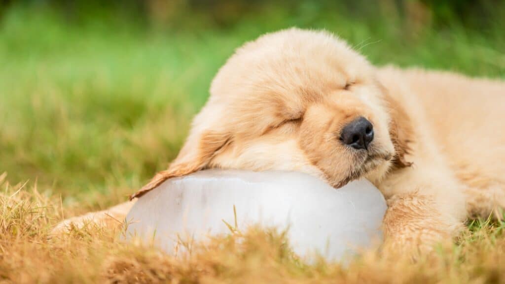 dog sleeping.