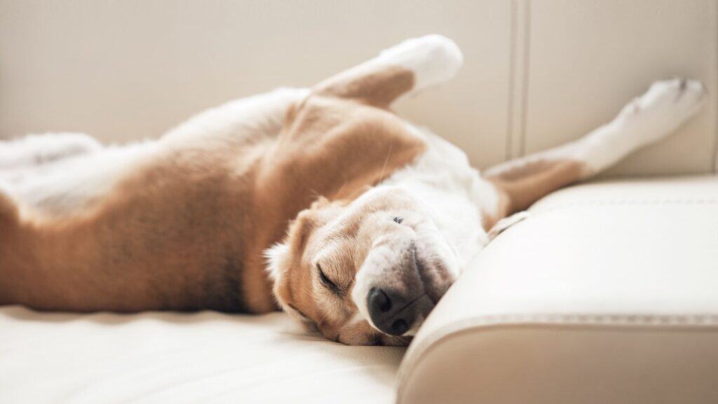 dog sleeping. 