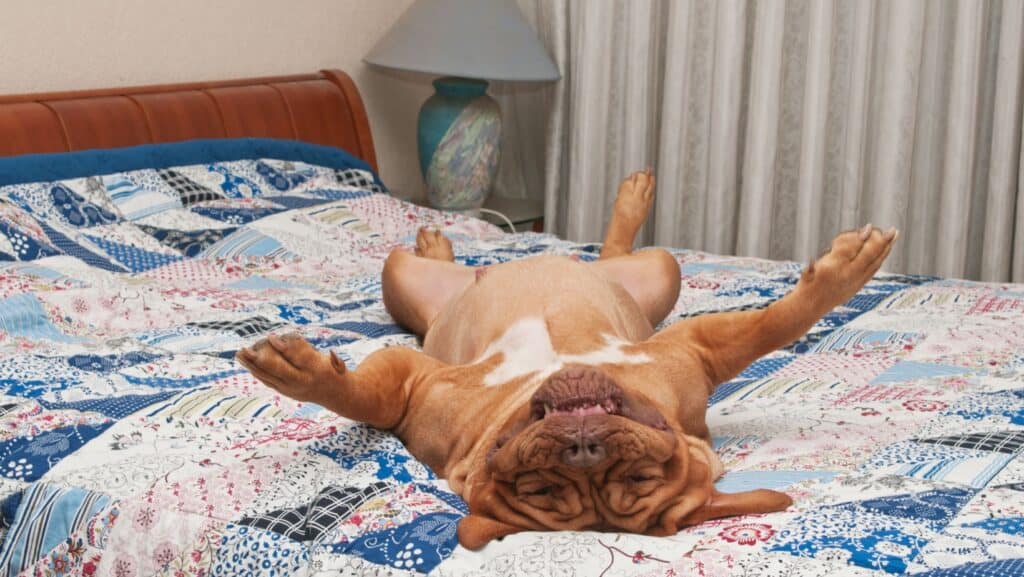 dog sleeping. 