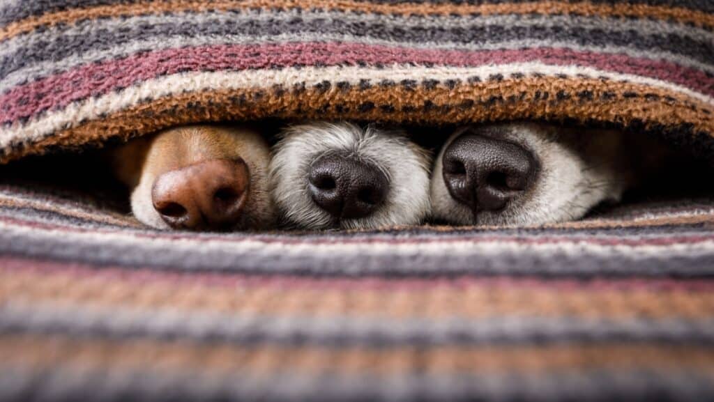 dogs sleeping. noses.