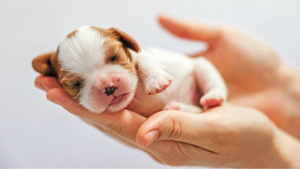 puppy sleeping. 