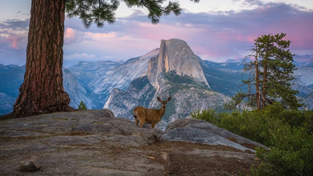 A,Deer,Infront,Of,Half,Dome,At,Sunset,At,Glacier