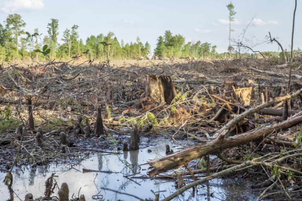 Clearcutting wetlands North Carolina. Source & Credit: Dogwood Alliance