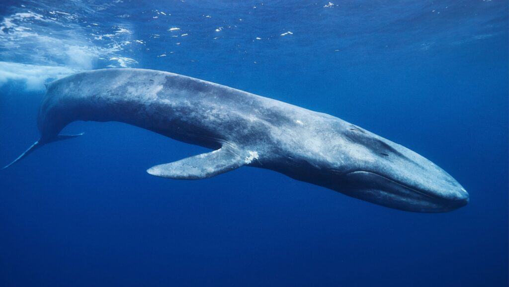 Blue whale.