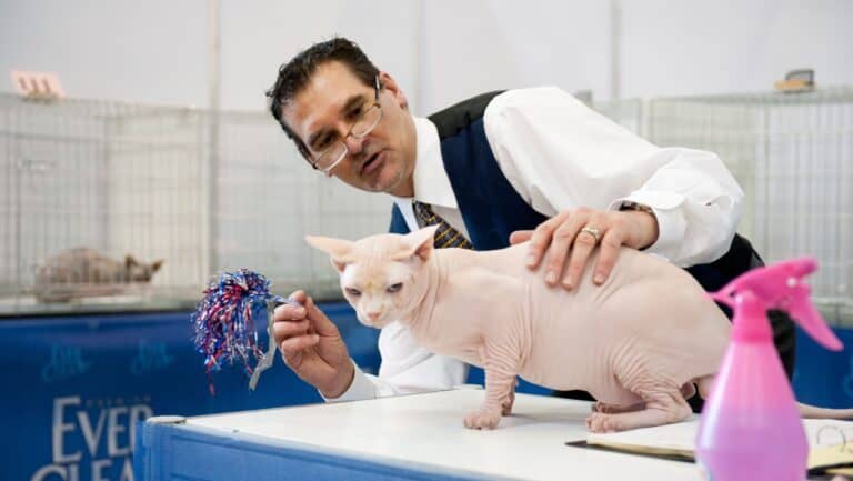 Cat show.