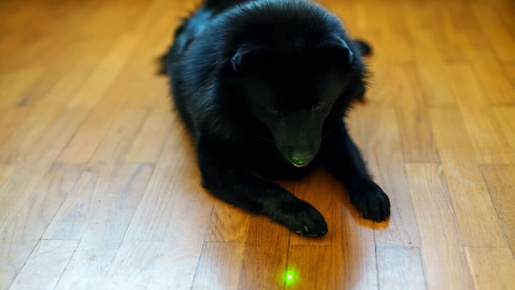 DOg and laser pointer.