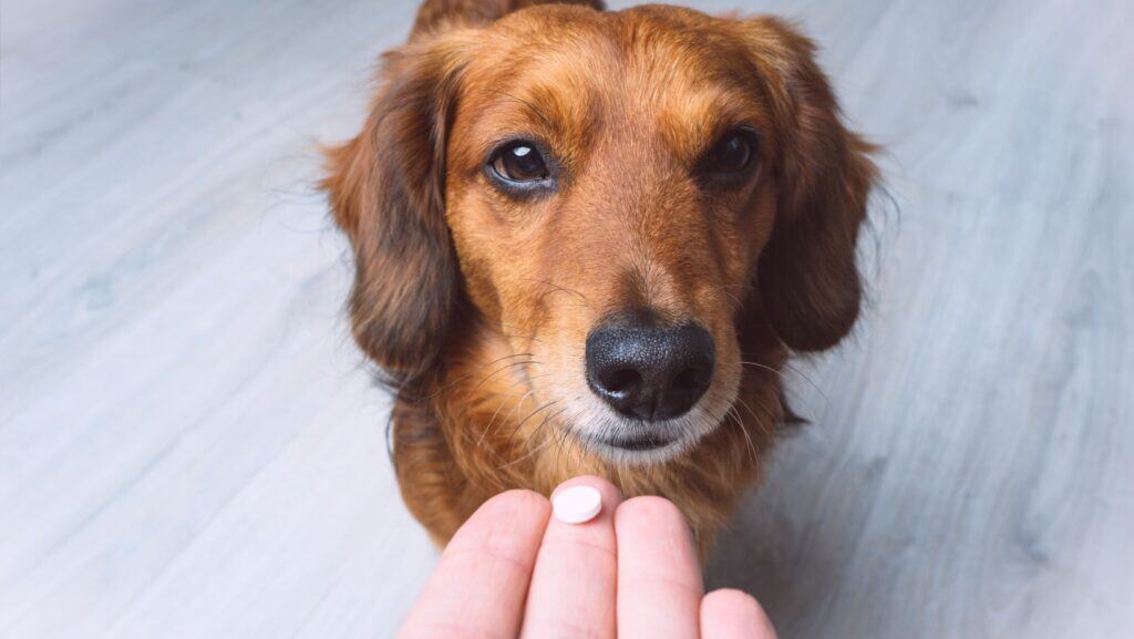 Dog vitamins.