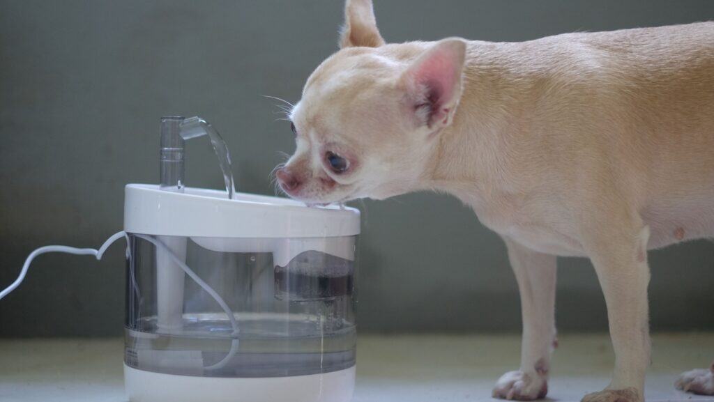 Dog water fountain.