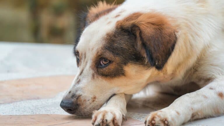 things dogs love that most owners forget to do