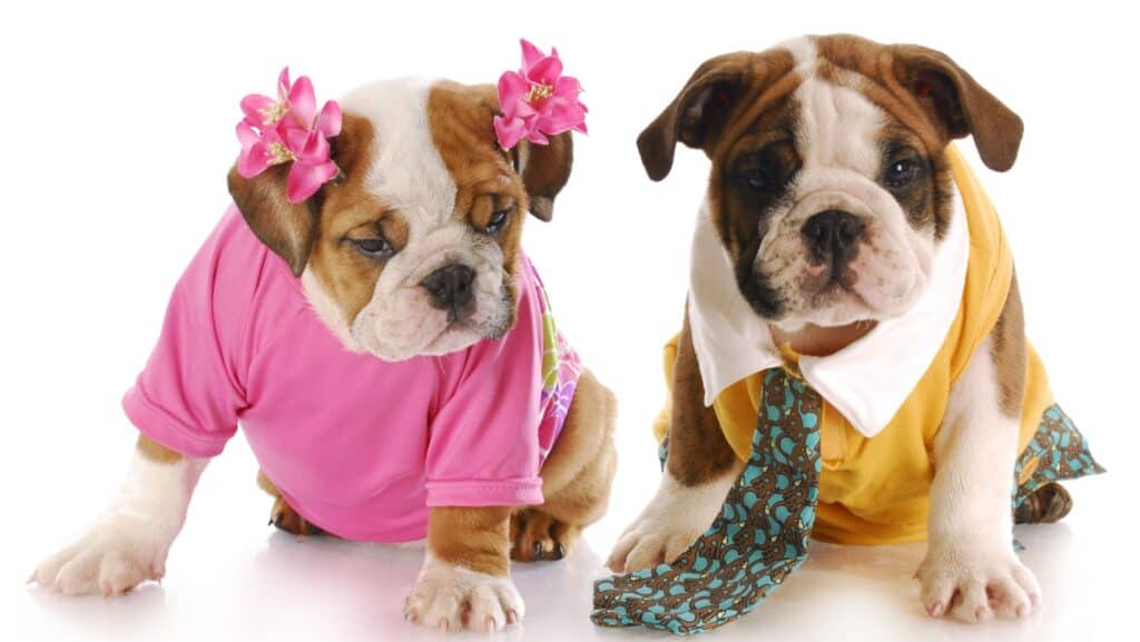 Dogs in clothing.