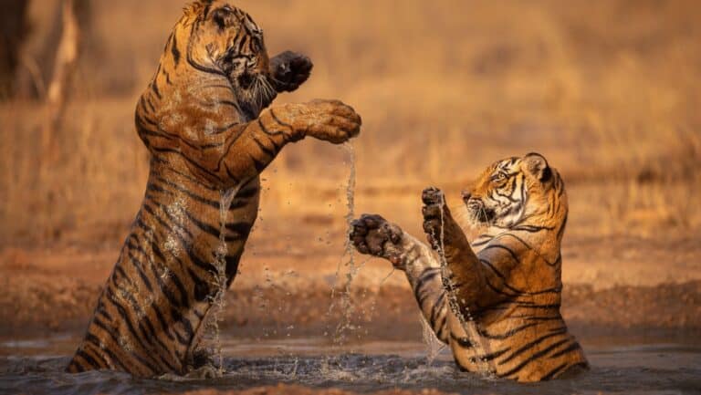 Indian tiger.