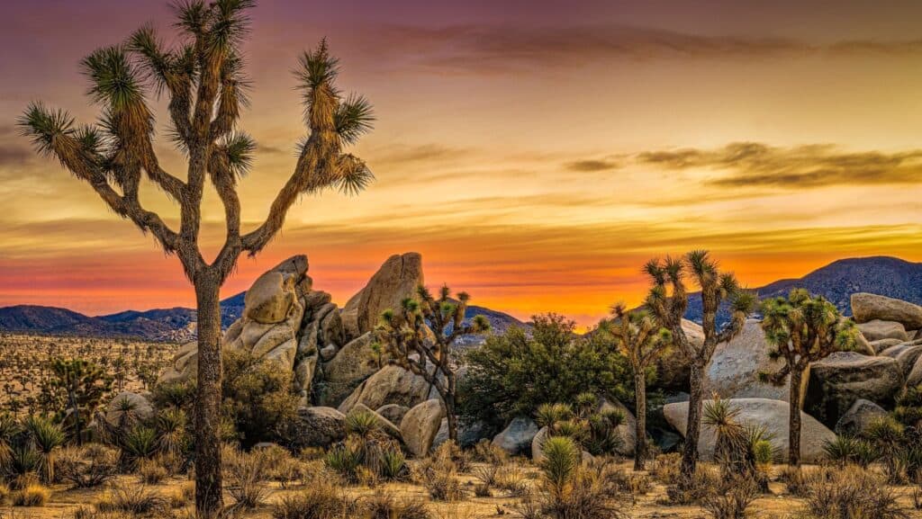 Joshua Tree. 