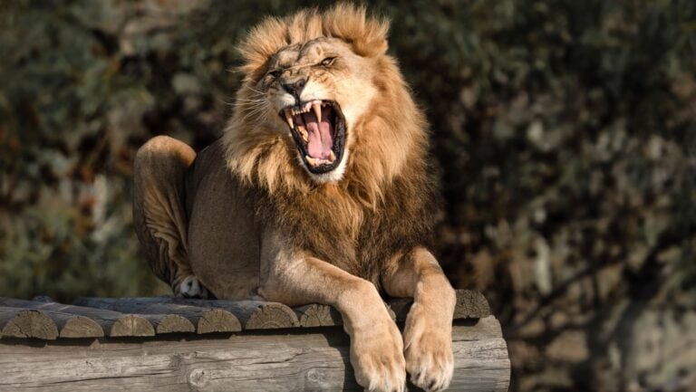 Lions.