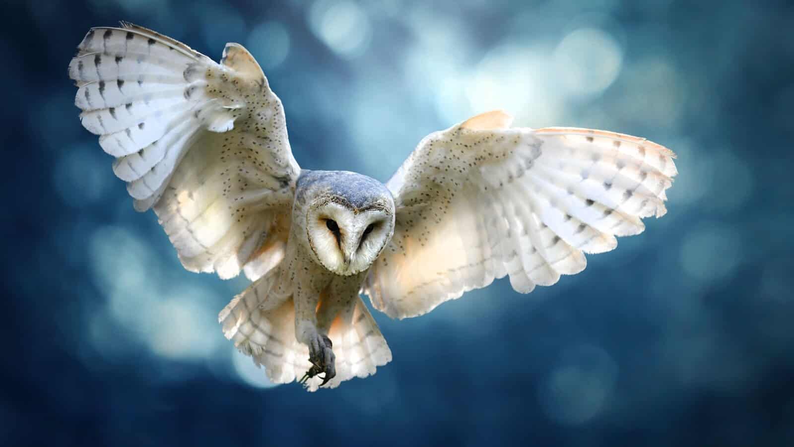 Owl.