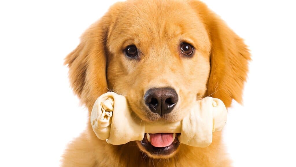 Rawhide chews.