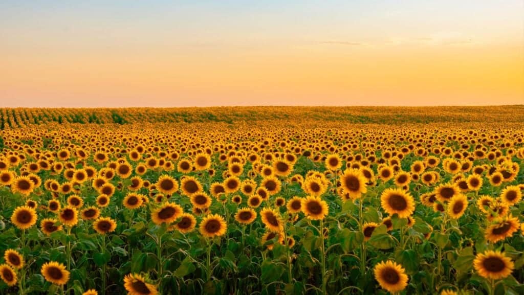 Sunflower. 