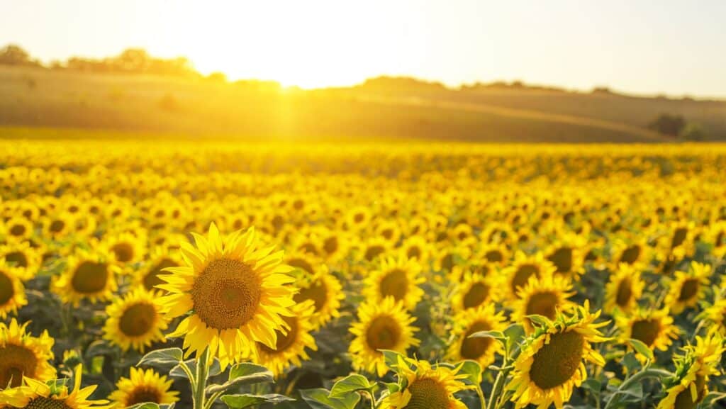Sunflower. 