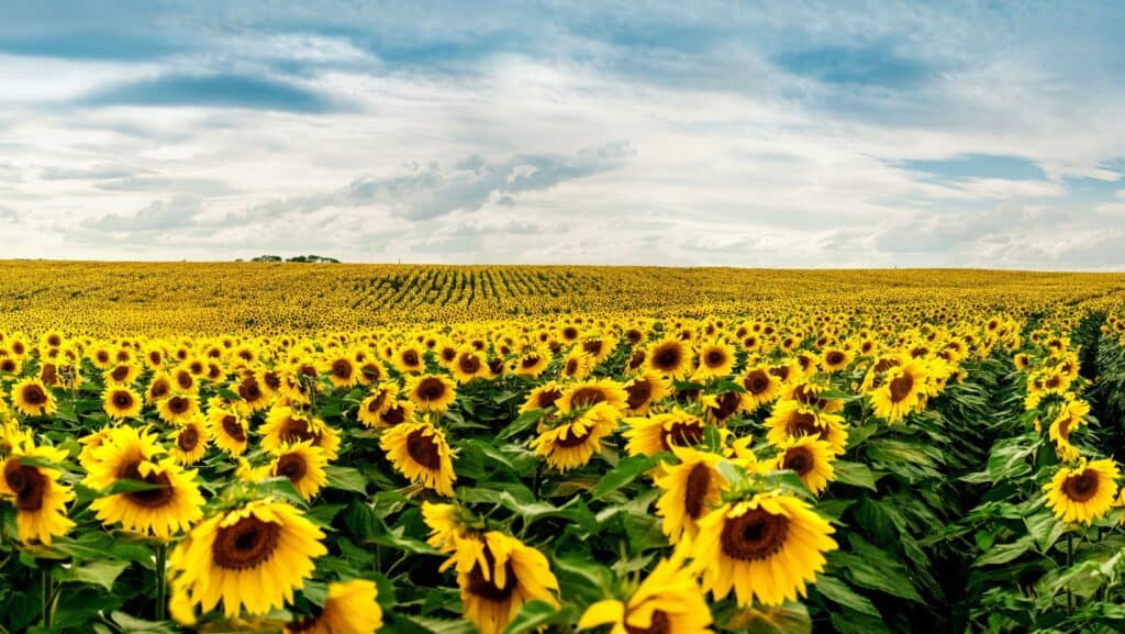Sunflower.