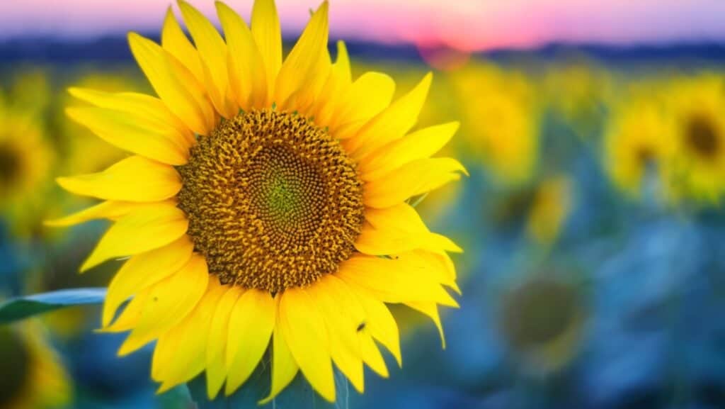 Sunflower. 