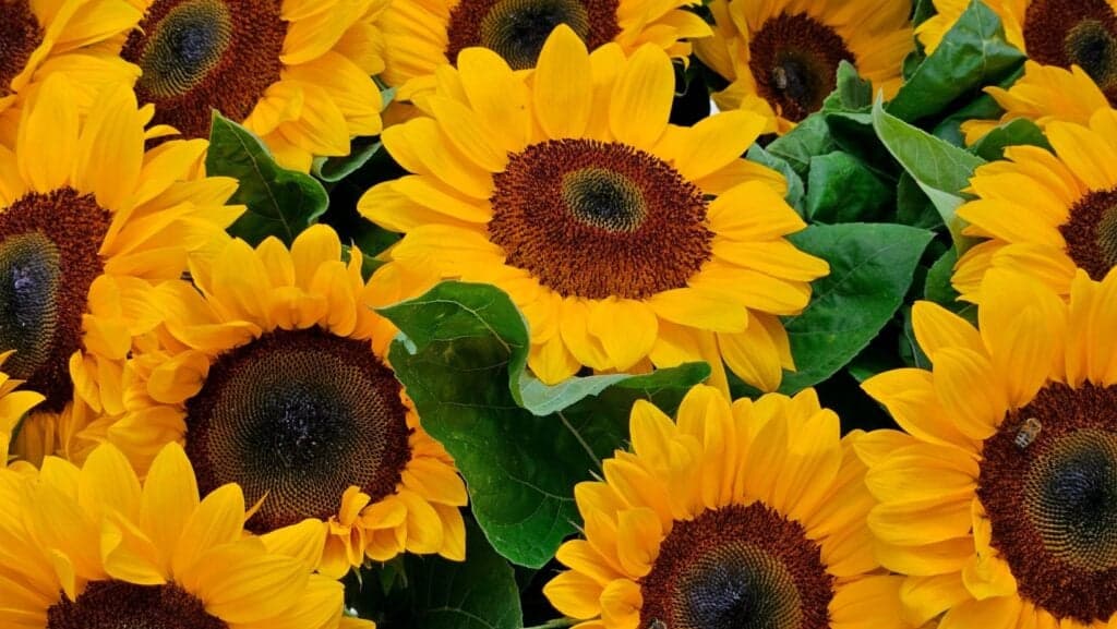 Sunflowers. Sunflowers. 