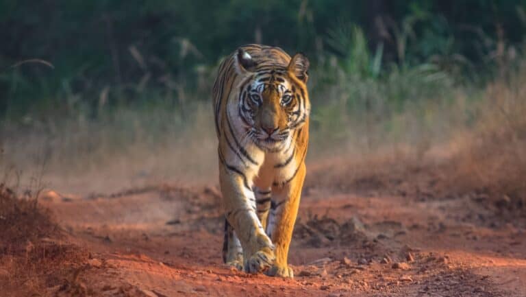 Tiger.