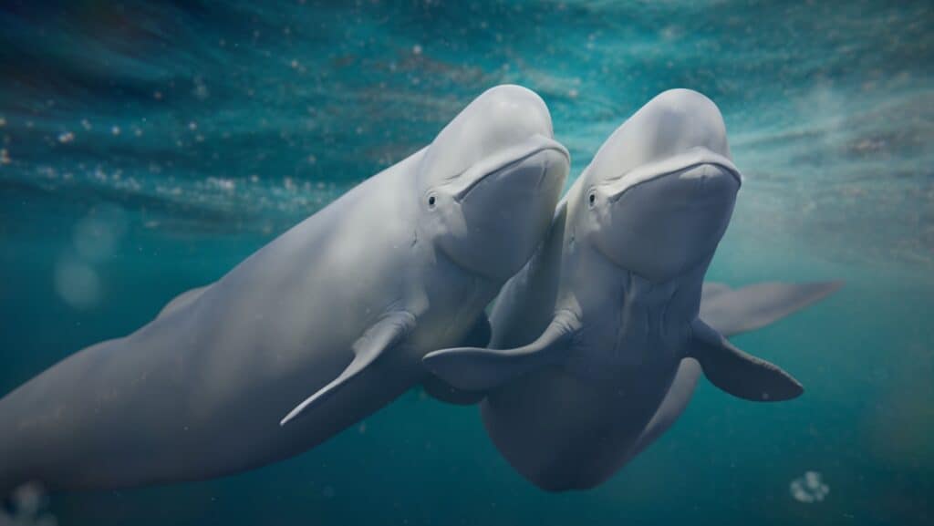 beluga.