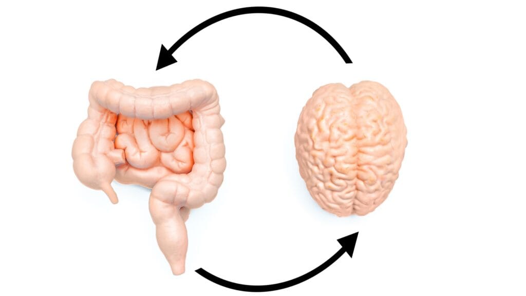 brain and gut.