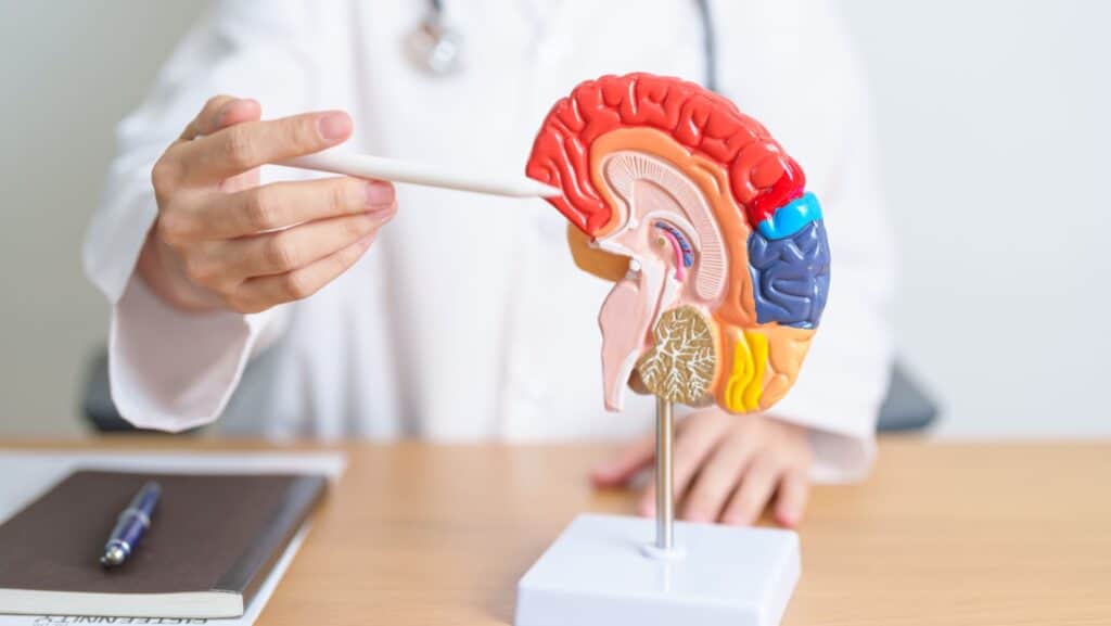 brain.