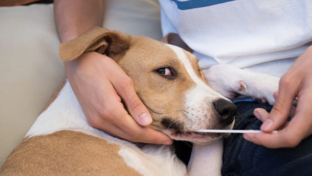 dog DNA cheek swab.