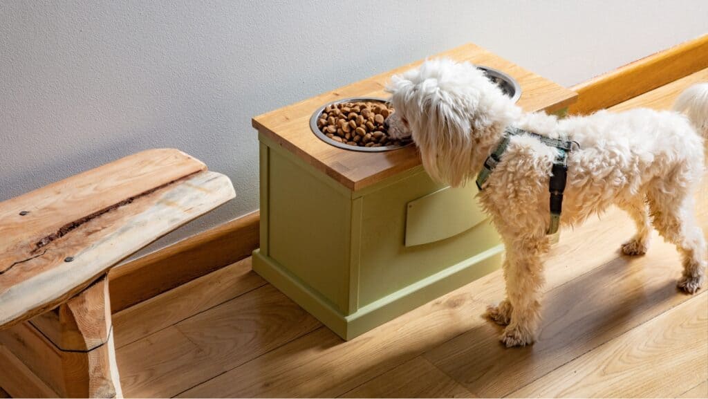elevated dog bowls.