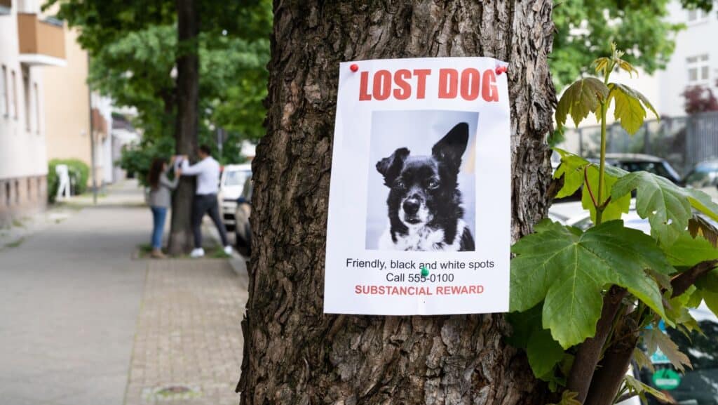 lost dog.