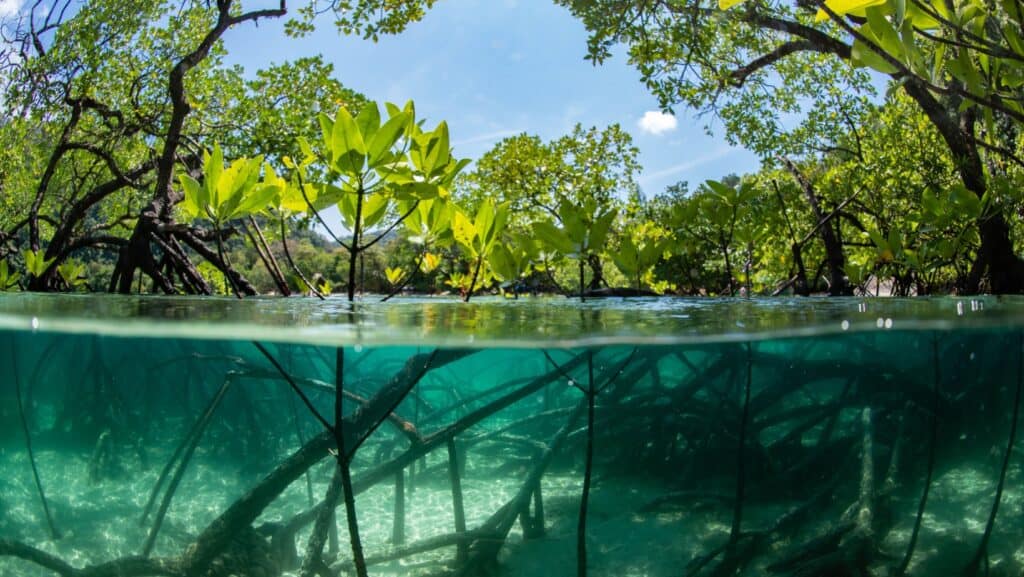 mangroves.