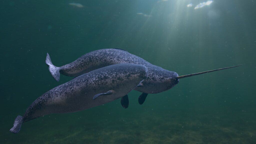 narwhal.
