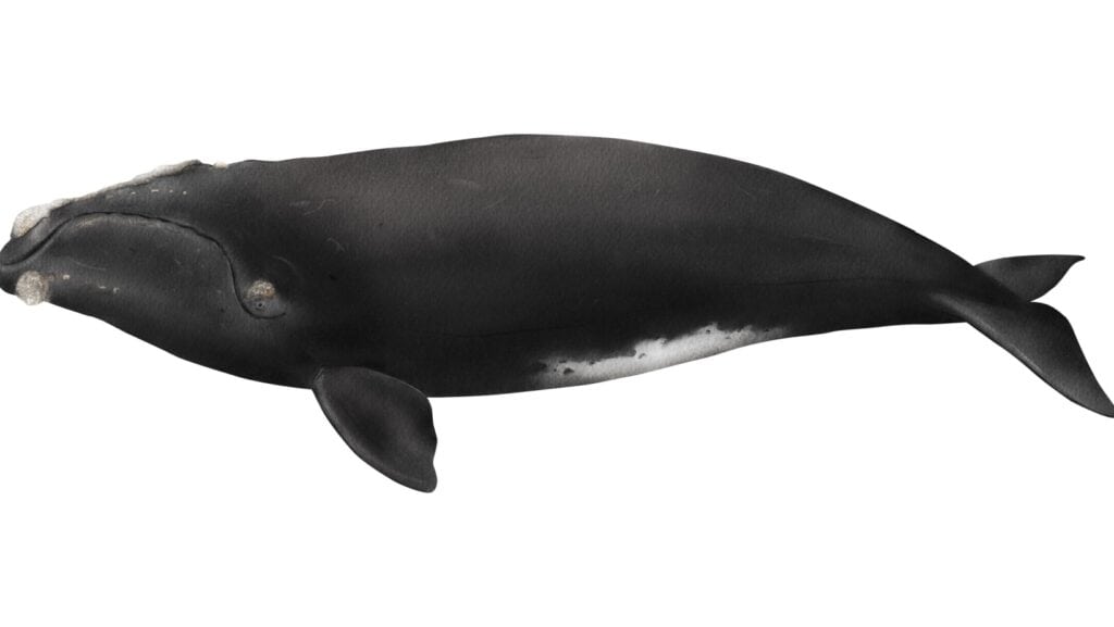 north american right whale.