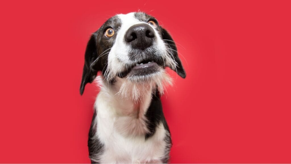 shocked dog.