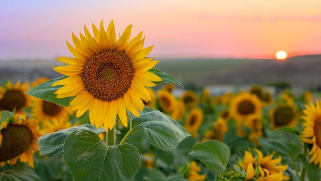 sunflower. 