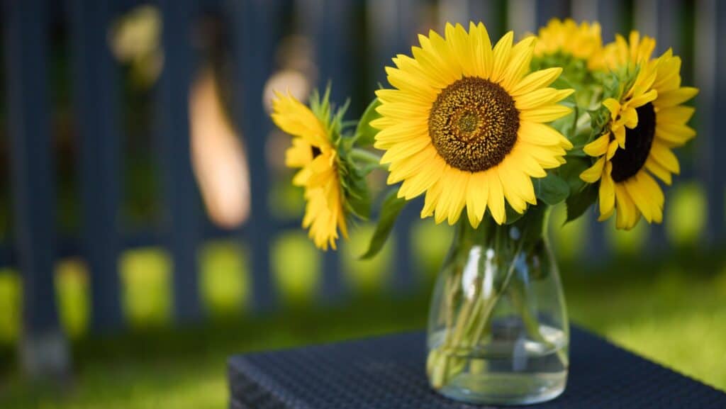 sunflowers. 