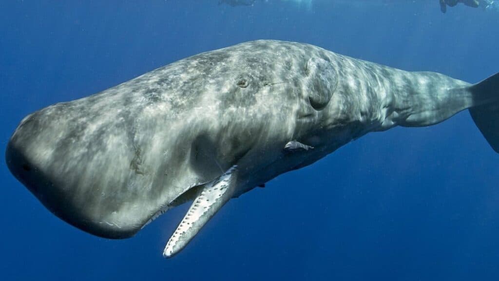 whales.