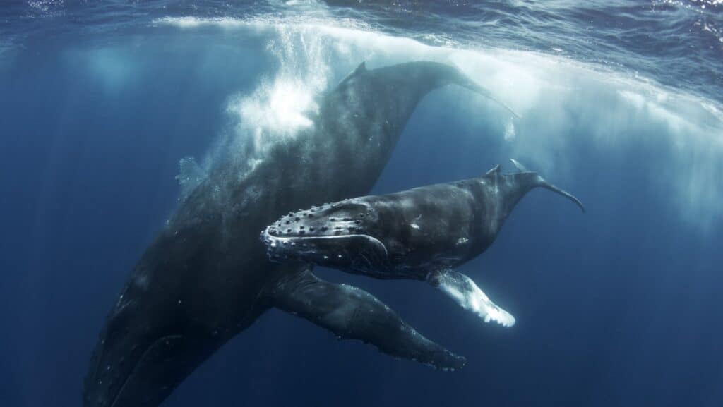 whales.