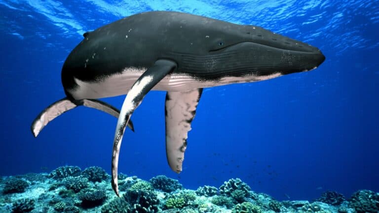 10 Surprising Ways Whales Keep Our Planet Alive