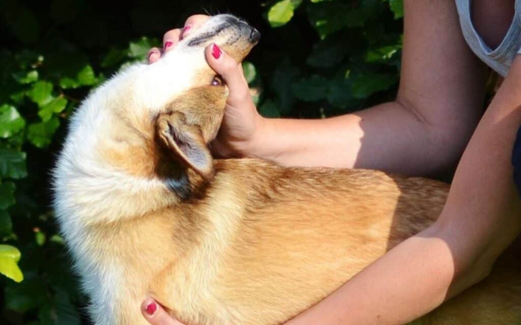 Lundehund neck.