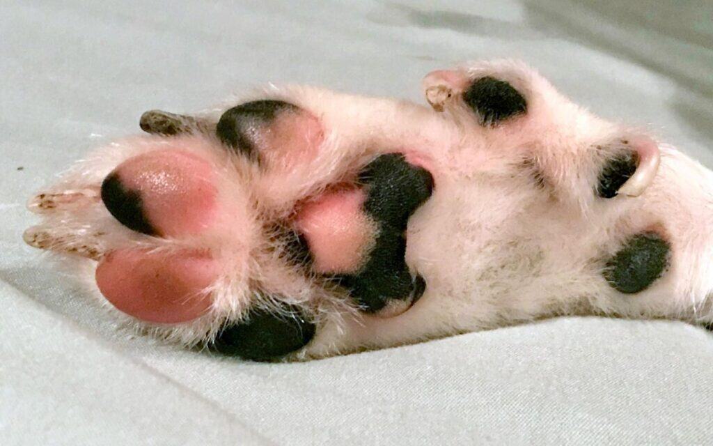 Lundehund feet.