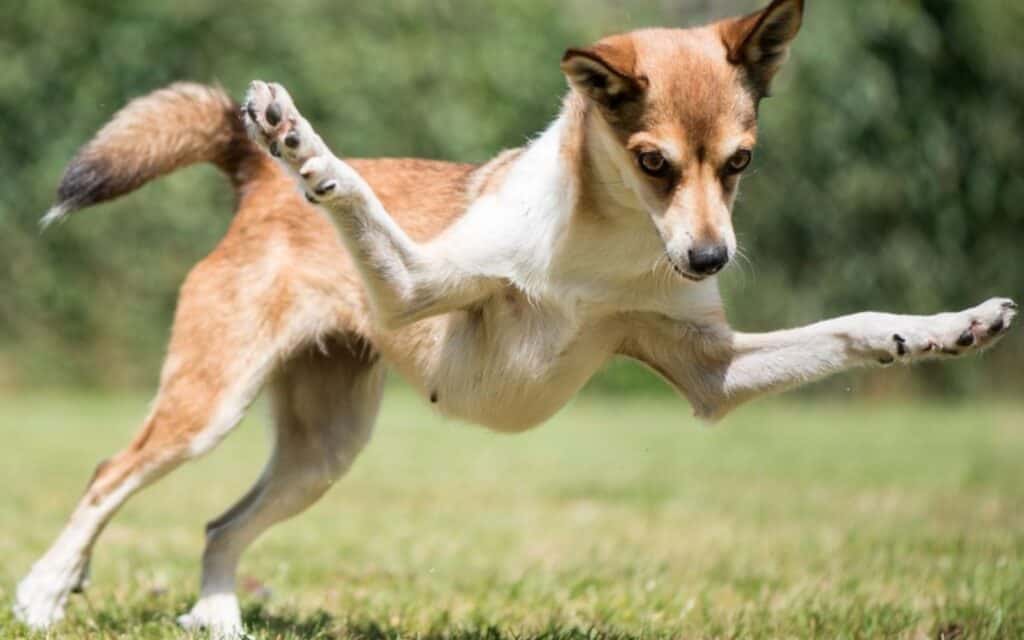 Lundehund shoulders.