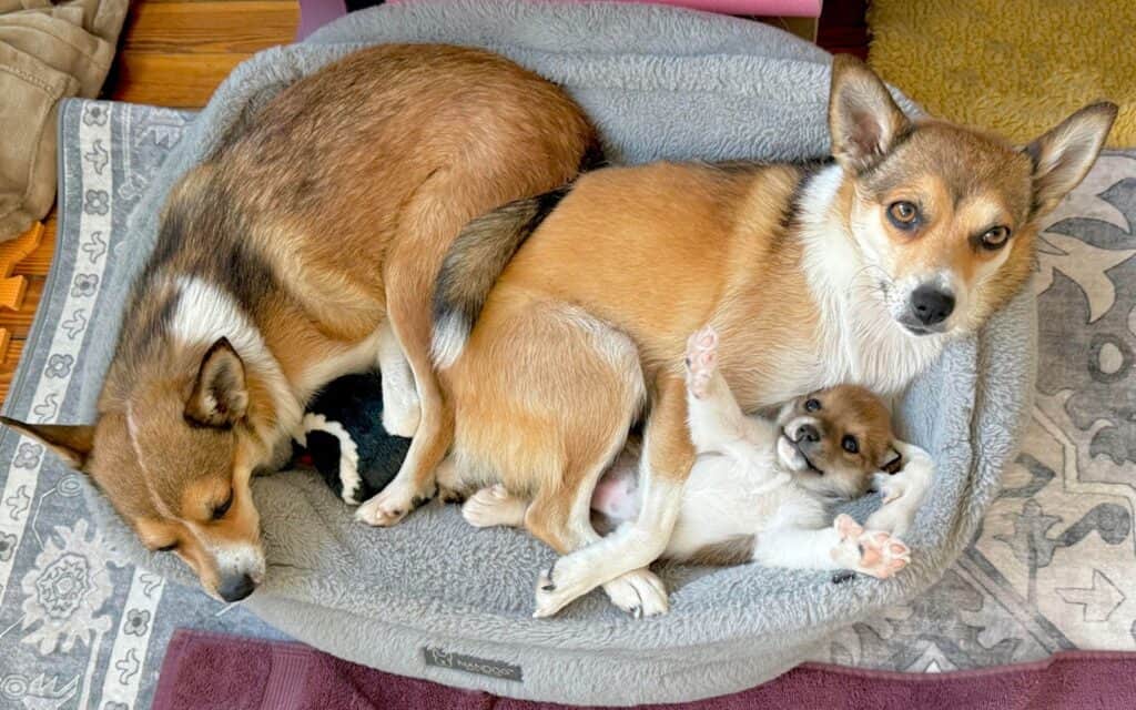 Lundehunds.