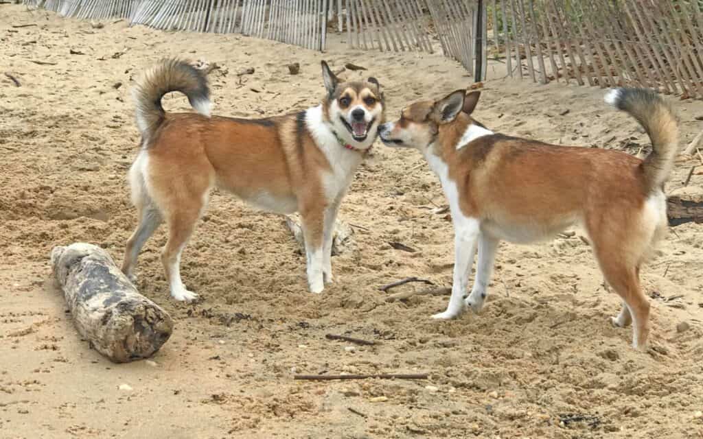 Lundehunds.