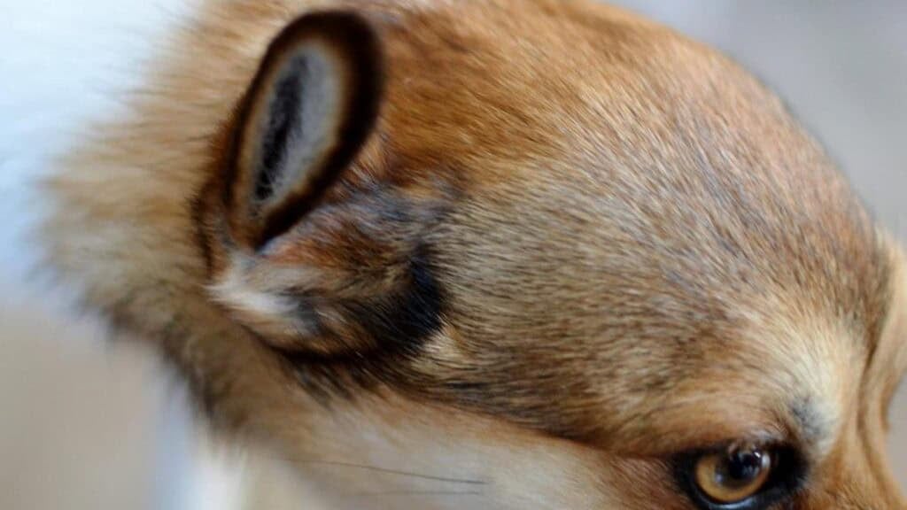 Lundehund Ears.