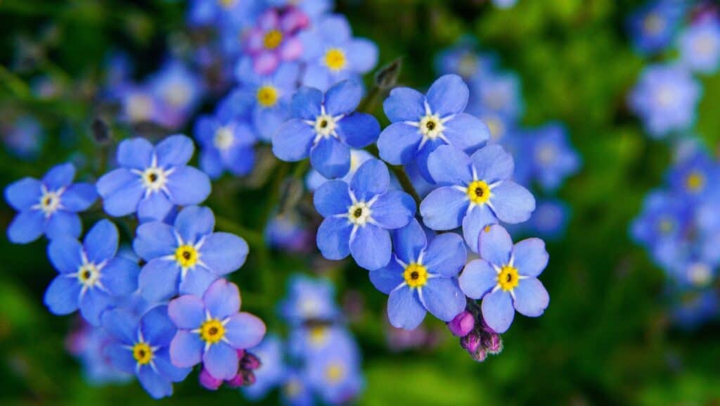 Forget me not.